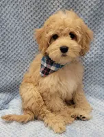 Bobby, a male Miniature Goldendoodle for sale in Richland, WA – Photo 5 of 10