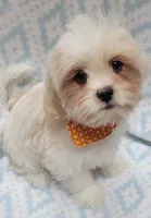Orange Scarf, a male Shih Tzu and Miniature Goldendoodle for sale in Richland, WA – 1 of 10