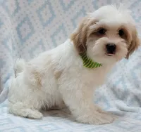 Green Scarf, a male Shih Tzu and Miniature Goldendoodle for sale in Richland, WA – 2 of 10