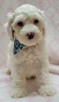 Blue Scarf F, a female Miniature Goldendoodle for sale in Richland, WA – 5 of 7