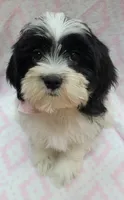Pink Scarf, a female Shih Tzu and Miniature Goldendoodle for sale in Richland, WA – 6 of 10