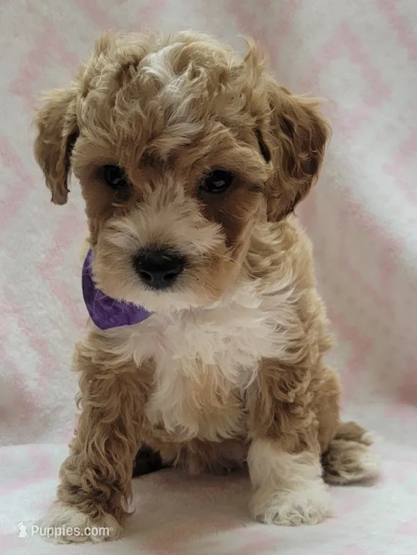 Purple Scarf – Miniature Goldendoodle puppy for sale in Richland, WA