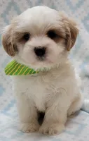 Dixie Green Scarf , a male Shih Tzu and Miniature Goldendoodle for sale in Richland, WA – 8 of 10