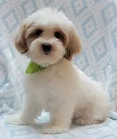 Green Scarf, a male Shih Tzu and Miniature Goldendoodle for sale in Richland, WA – 5 of 10