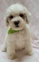 Green Scarf , a female Miniature Goldendoodle for sale in Richland, WA – 4 of 4