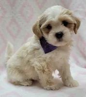 Dixie Purple Scarf, a female Shih Tzu and Miniature Goldendoodle for sale in Richland, WA – 7 of 9
