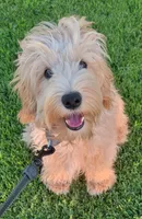 Sam, a male Miniature Goldendoodle for sale in Richland, WA – 1 of 9
