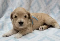 Bella Blue Scarf, a male Miniature Goldendoodle for sale in Richland, WA – 1 of 1