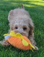 Greta, a female Miniature Goldendoodle for sale in Richland, WA – 7 of 8
