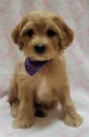 Purple Scarf, a female Miniature Goldendoodle for sale in Richland, WA – Photo 2 of 7