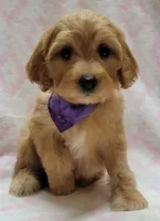 Purple Scarf, a female Miniature Goldendoodle for sale in Richland, WA – Photo 6 of 7