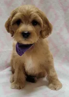 Purple Scarf, a female Miniature Goldendoodle for sale in Richland, WA – Photo 4 of 7