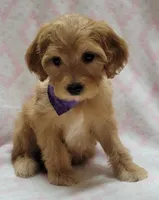 Purple Scarf, a female Miniature Goldendoodle for sale in Richland, WA – Photo 5 of 7