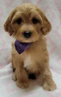 Purple Scarf, a female Miniature Goldendoodle for sale in Richland, WA – Photo 7 of 7