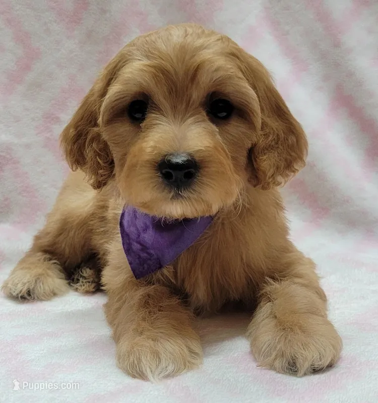 Purple Scarf – Miniature Goldendoodle puppy for sale in Richland, WA