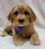 Purple Scarf, a female Miniature Goldendoodle for sale in Richland, WA – Photo 1 of 7