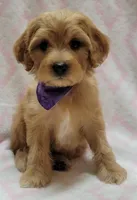 Purple Scarf, a female Miniature Goldendoodle for sale in Richland, WA – Photo 3 of 7