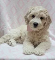 Ivy Pink Scarf, a female Miniature Goldendoodle for sale in Richland, WA – 1 of 7