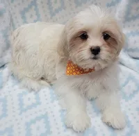 Orange Scarf, a male Shih Tzu and Miniature Goldendoodle for sale in Richland, WA – 6 of 10