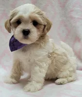 Dixie Purple Scarf, a female Shih Tzu and Miniature Goldendoodle for sale in Richland, WA – 6 of 9