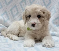 Ivy Green Scarf, a male Miniature Goldendoodle for sale in Richland, WA – 6 of 8
