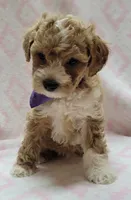 Purple Scarf, a female Miniature Goldendoodle for sale in Richland, WA – 4 of 6