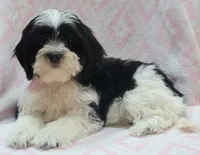 Pink Scarf, a female Shih Tzu and Miniature Goldendoodle for sale in Richland, WA – 4 of 10