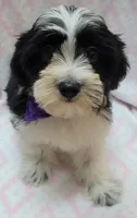Purple Scarf, a female Shih Tzu and Miniature Goldendoodle for sale in Richland, WA – 3 of 9