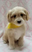 Yellow Scarf, a female Miniature Goldendoodle for sale in Richland, WA – Photo 3 of 5