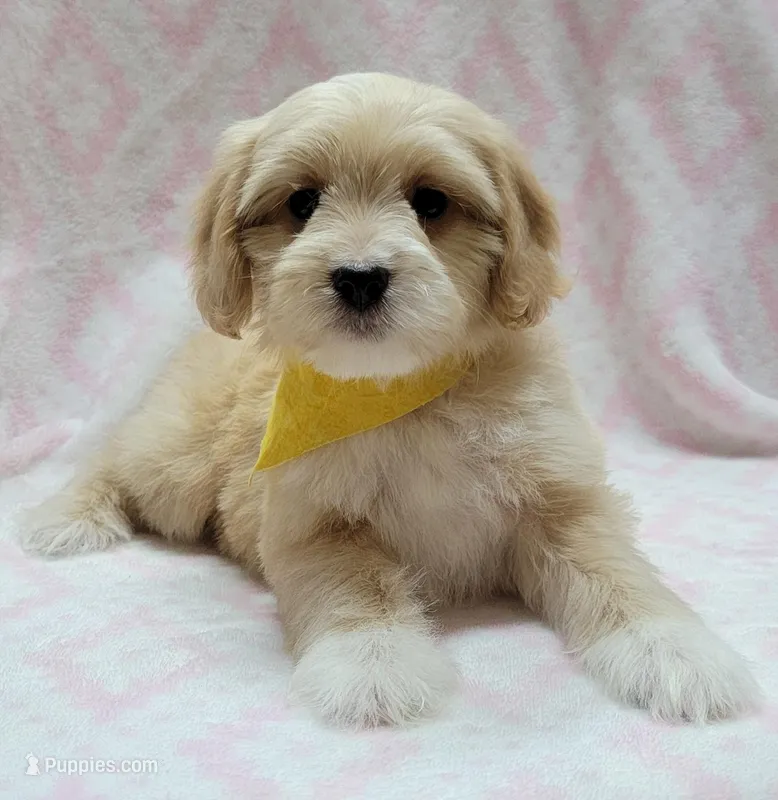 Yellow Scarf – Miniature Goldendoodle puppy for sale in Richland, WA