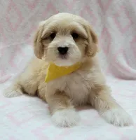 Yellow Scarf, a female Miniature Goldendoodle for sale in Richland, WA – Photo 1 of 5