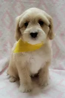 Yellow Scarf, a female Miniature Goldendoodle for sale in Richland, WA – Photo 5 of 5