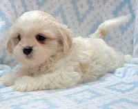 Dixie Orange Scarf, a male Shih Tzu and Miniature Goldendoodle for sale in Richland, WA – 2 of 10