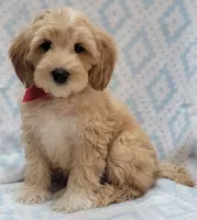 Bella Red Scarf, a male Miniature Goldendoodle for sale in Richland, WA – 7 of 9