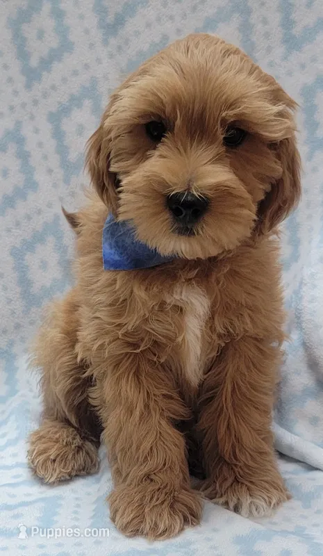 Blue Scarf M – Miniature Goldendoodle puppy for sale in Richland, WA
