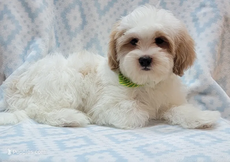 Green Scarf – Shih Tzu, Miniature Goldendoodle puppy for sale in Richland, WA