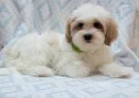 Green Scarf, a male Shih Tzu and Miniature Goldendoodle for sale in Richland, WA – 1 of 10