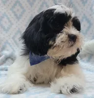 Blue Scarf, a male Shih Tzu and Miniature Goldendoodle for sale in Richland, WA – 3 of 10