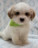Dixie Green Scarf , a male Shih Tzu and Miniature Goldendoodle for sale in Richland, WA – 9 of 10