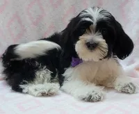 Purple Scarf, a female Shih Tzu and Miniature Goldendoodle for sale in Richland, WA – 1 of 9