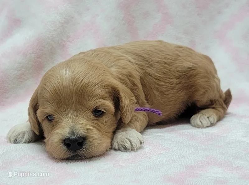 Bella Purple Scarf – Miniature Goldendoodle puppy for sale in Richland, WA