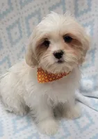 Orange Scarf, a male Shih Tzu and Miniature Goldendoodle for sale in Richland, WA – 8 of 10