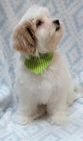 Green Scarf, a male Shih Tzu and Miniature Goldendoodle for sale in Richland, WA – 3 of 10