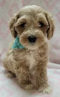 Teal Scarf, a female Miniature Goldendoodle for sale in Richland, WA – 4 of 6