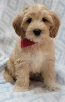 Bella Red Scarf, a male Miniature Goldendoodle for sale in Richland, WA – 5 of 9