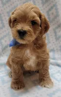 Blue Scarf M, a male Miniature Goldendoodle for sale in Richland, WA – 4 of 4