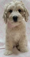 Ivy Pink Scarf, a female Miniature Goldendoodle for sale in Richland, WA – 2 of 7