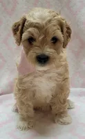Pink Scarf, a female Miniature Goldendoodle for sale in Richland, WA – 3 of 7