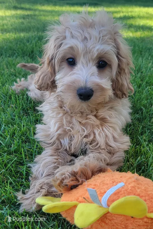 Greta – Miniature Goldendoodle puppy for sale in Richland, WA