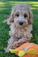 Greta, a female Miniature Goldendoodle for sale in Richland, WA – 1 of 8
